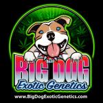 Logo Big Dog Exotic Cannabis Seeds