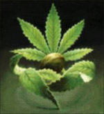 Homegrown Fantaseeds Logo