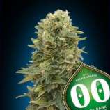 00 Seeds Bank Auto Afghan Mass XXL