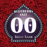 00 Seeds Bank Blueberry Fast
