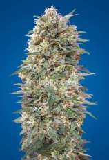 00 Seeds Bank California Kush