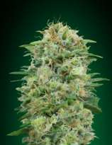 00 Seeds Bank White Widow CBD