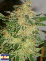 303 Seeds Bio-Chem