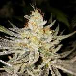 303 Seeds Jet-Fuel G7