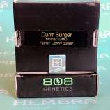 808 Genetics Durrr Burger