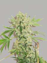 ABC Seeds Leela Bazooka