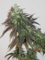 ABC Seeds NYCD Domina