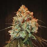 ACE Seeds Golden Tiger Original