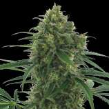 AC Genetics Quick Fruit