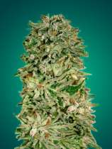 Advanced Seeds Shark Widow CBD