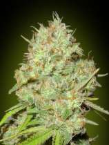 Advanced Seeds Shark Widow