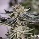 Alien Genetics Alien Apple Warp