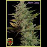 All-in Medicinal Seeds Mister Candy