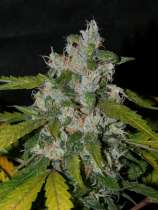 Alpine-Seeds Sweet Chunk BX1