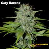 Ananda Seeds Giny Banana