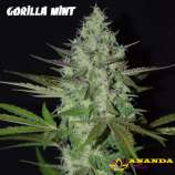 Ananda Seeds Gorilla Mint