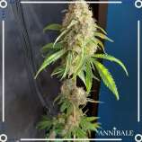 Annibale Genetics Old Sweet Critical