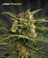 Auto Seeds Auto Pounder