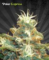 Auto Seeds Polar Express