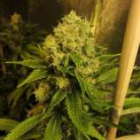 B.I.G. Seeds Big Mamut