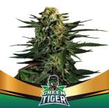 BSF Seeds Green Tiger