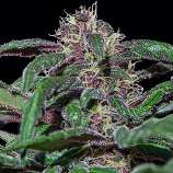 Barneys Farm Ayahuasca Purple