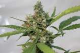 Barneys Farm CBD Blue Shark