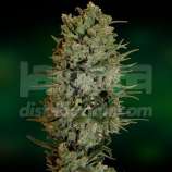 Barneys Farm NYC Diesel Auto