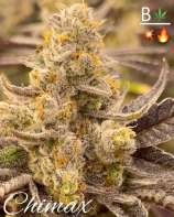Beleaf Cannabis Chimax