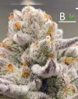 Beleaf Cannabis Chimera #3