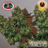 Big Buddha Seeds Chiesel Automatic