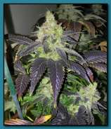 Big Buddy Seeds Grape Larry Lavender