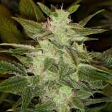 Black Skull Seeds Auto Speed Haze