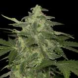 Black Skull Seeds Diesel Matic