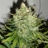 Black Skull Seeds Pepper Jack Haze