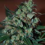 Black Skull Seeds Power Bud