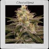 Blim Burn Seeds Chocolopez