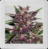 Blim Burn Seeds Grizzly Purple Kush