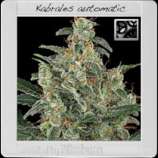 Blim Burn Seeds Kabrales Automatic