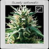 Blim Burn Seeds Sweety Automatic