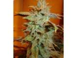 Bodhi Seeds Cougar Milk