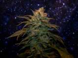 Bodhi Seeds Double Purple Afgooey