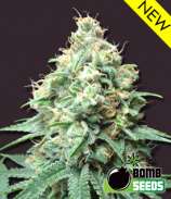 Bomb Seeds Kush Bomb