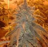 Boneyard Seeds Norcal Scorpious