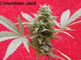 Brazilian Seed Company Colombian Jack