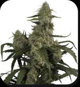 Buddha Seeds Quasar