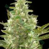 Bulk Seed Bank Auto Cheese