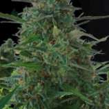 Bulk Seed Bank Auto NY Diesel