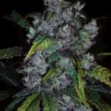 Bulk Seed Bank Good Wild Shark