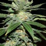 Bulk Seed Bank Jack Herer